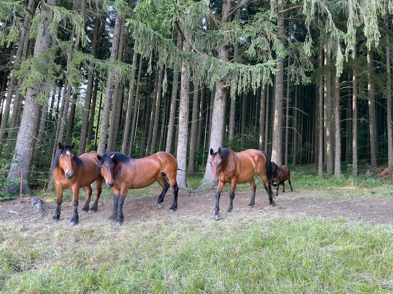 Lipizzanos Caballo castrado 20 años  in Grünhain-Beierfeld