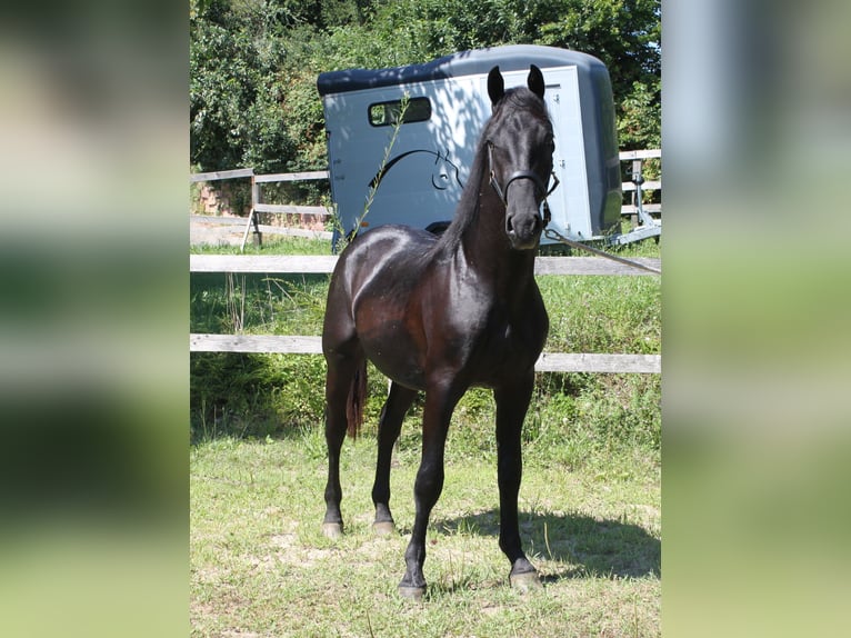 Lipizzanos Caballo castrado 2 años 155 cm Negro in Ptuj