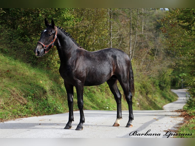 Lipizzanos Caballo castrado 2 años 155 cm Tordo in Radovljica