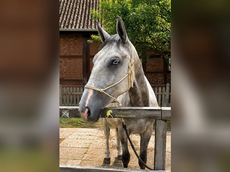 Lipizzanos Caballo castrado 3 años 149 cm Tordo in Hamburg
