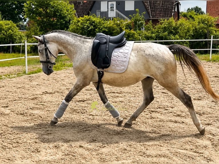 Lipizzanos Caballo castrado 3 años 149 cm Tordo in Hamburg