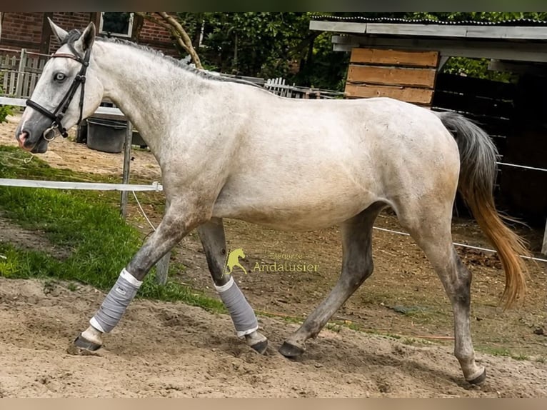 Lipizzanos Caballo castrado 3 años 149 cm Tordo in Hamburg