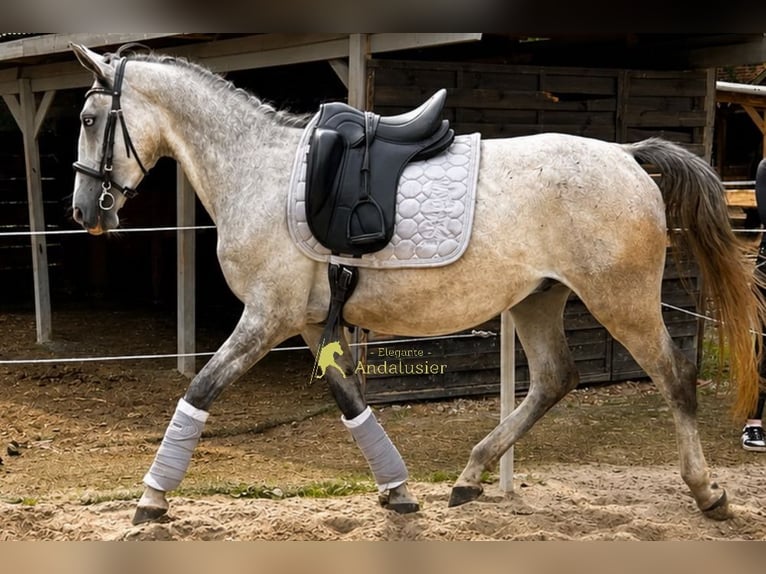 Lipizzanos Caballo castrado 3 años 149 cm Tordo in Hamburg