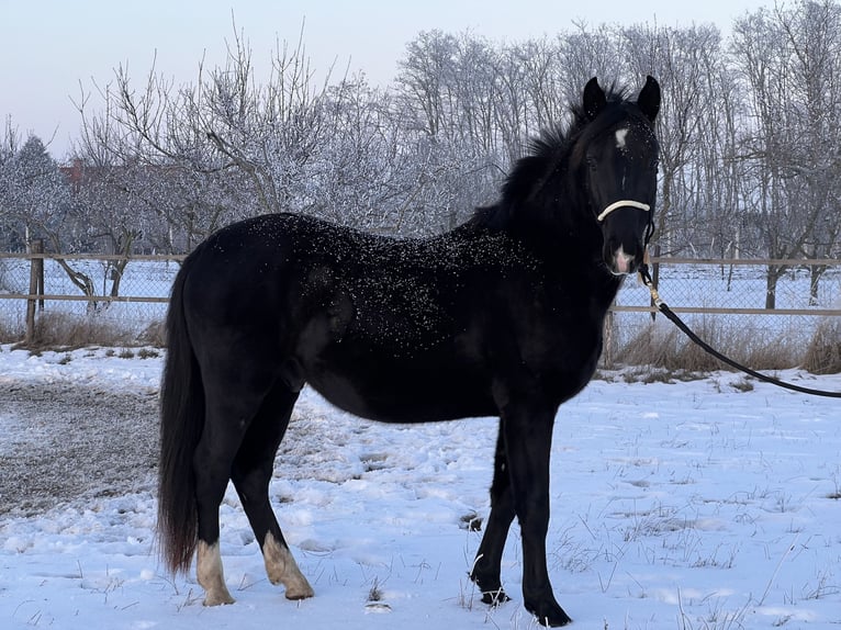 Lipizzanos Caballo castrado 3 años 155 cm Negro in Úrhida