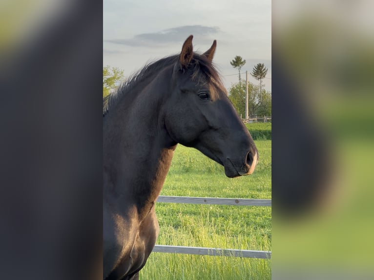 Lipizzanos Caballo castrado 3 años 155 cm Negro in Úrhida