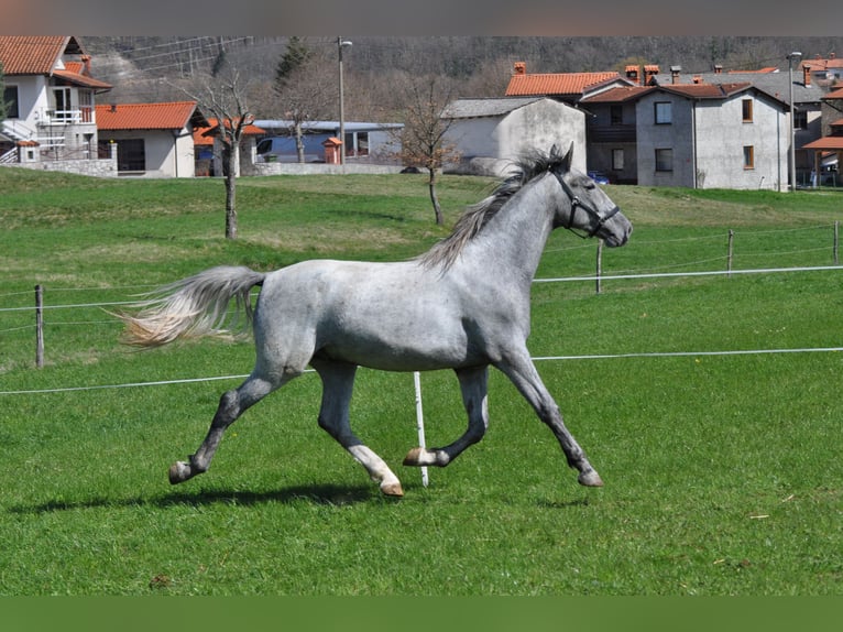 Lipizzanos Caballo castrado 3 años 161 cm Tordo in Mačji dol, Velika Loka
