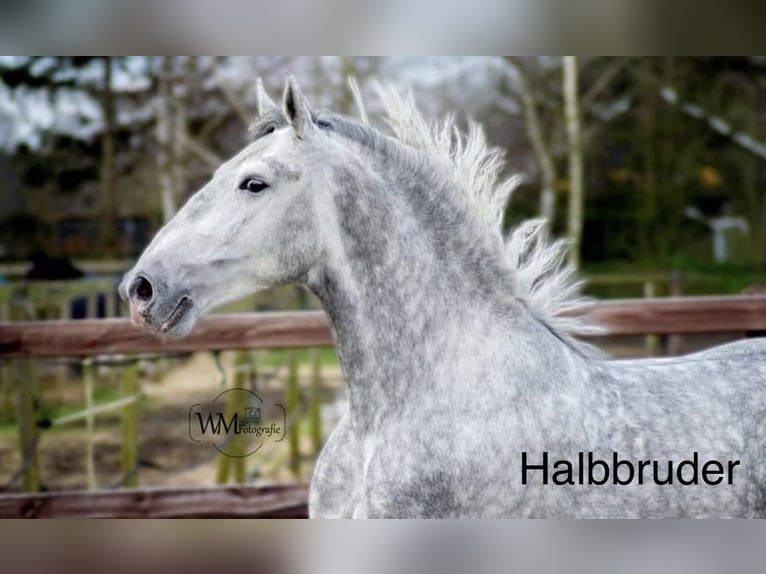 Lipizzanos Caballo castrado 3 años 163 cm Tordo in Wathlingen