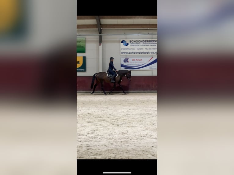 Lipizzanos Caballo castrado 4 años 151 cm Castaño oscuro in Nijkerk