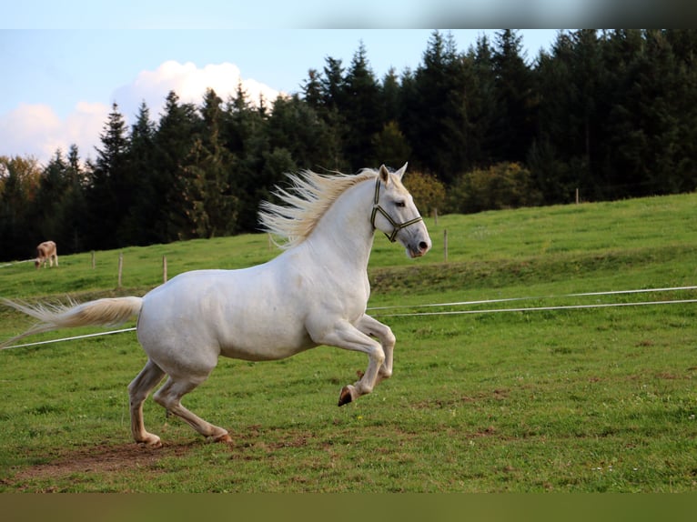 Lipizzanos Caballo castrado 4 años 155 cm Tordo in radovljica