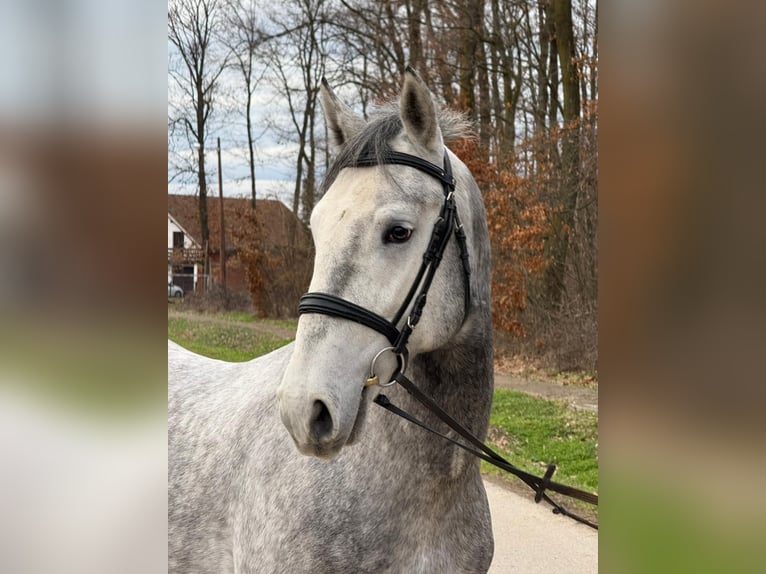 Lipizzanos Caballo castrado 4 años 158 cm Tordo in Strizivojna