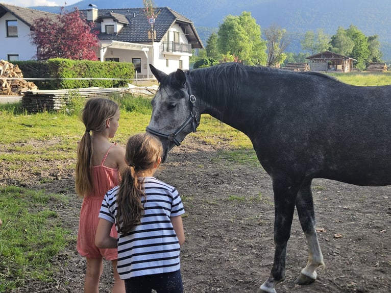 Lipizzanos Caballo castrado 4 años 158 cm Tordo rodado in Sodra&#x17E;ica