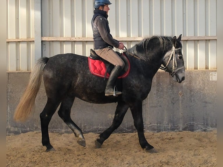 Lipizzanos Caballo castrado 4 años 160 cm Tordillo negro in Buttstädt