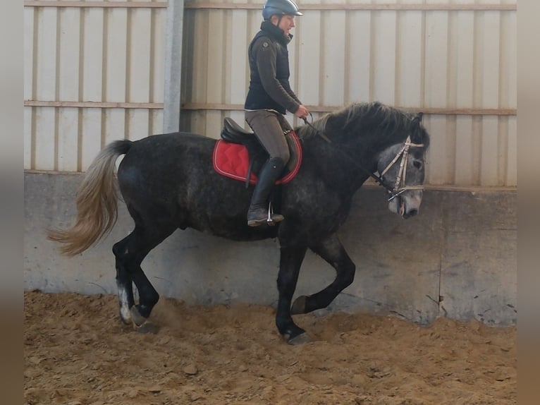 Lipizzanos Caballo castrado 4 años 160 cm Tordillo negro in Buttstädt