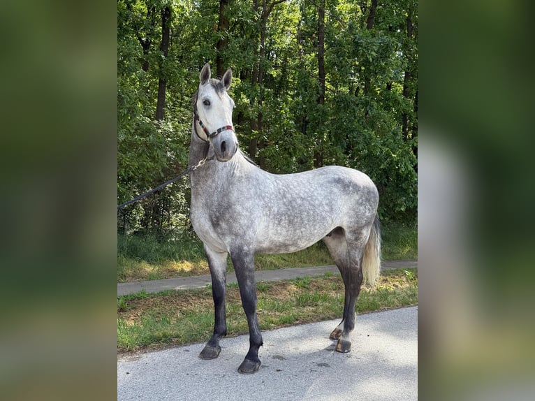 Lipizzanos Caballo castrado 4 años 160 cm Tordo in Strizivojna