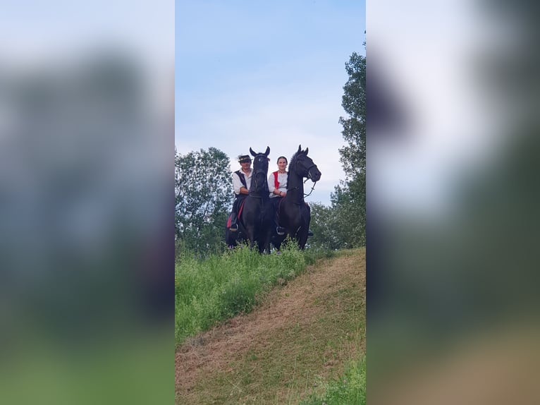 Lipizzanos Caballo castrado 4 años 165 cm Negro in Rešetari