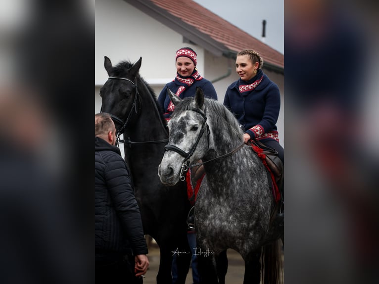 Lipizzanos Caballo castrado 4 años 165 cm Negro in Rešetari