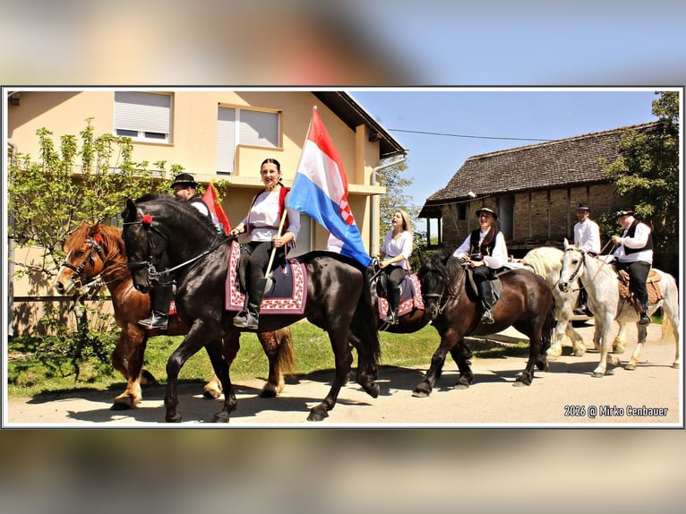 Lipizzanos Caballo castrado 4 años 165 cm Negro in Rešetari