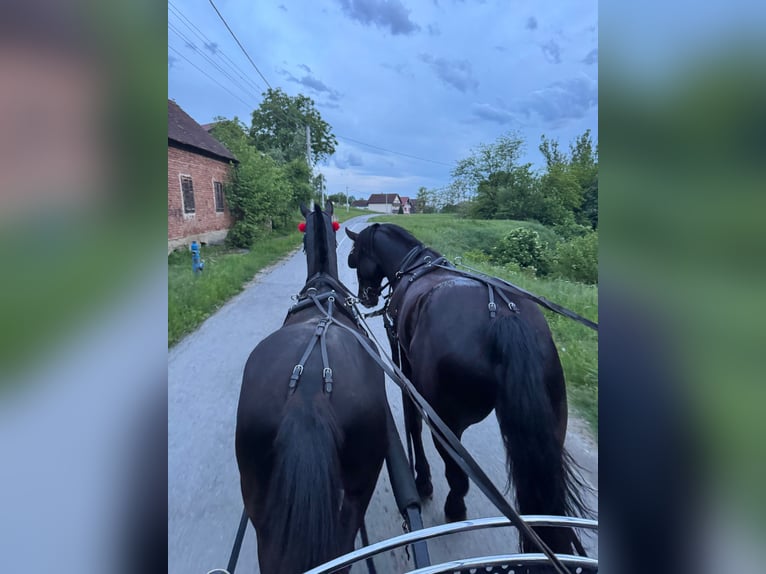 Lipizzanos Caballo castrado 4 años 165 cm Negro in Rešetari