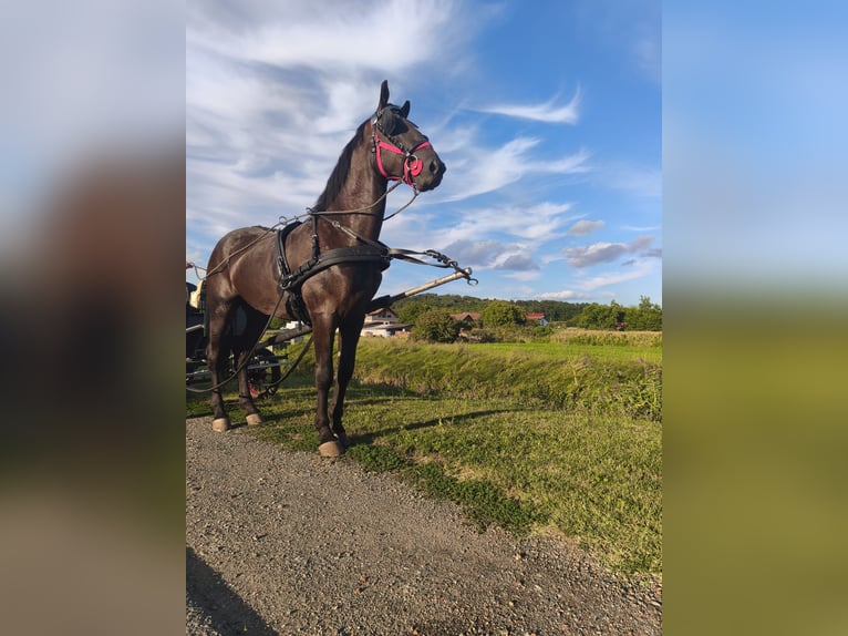Lipizzanos Caballo castrado 4 años 165 cm Negro in Rešetari