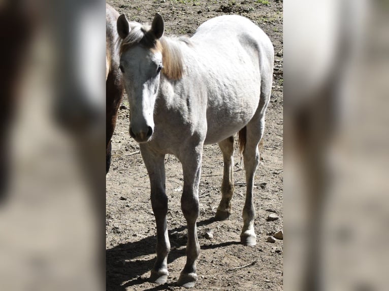Lipizzanos Caballo castrado 4 años White/Blanco in Porter Ranch