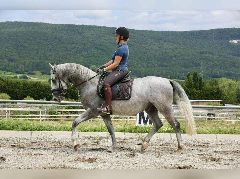Lipizzanos Caballo castrado 5 años 153 cm Tordo in Bad Vöslau