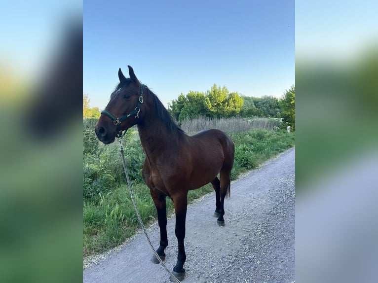 Lipizzanos Caballo castrado 5 años 155 cm Castaño in Krhovice
