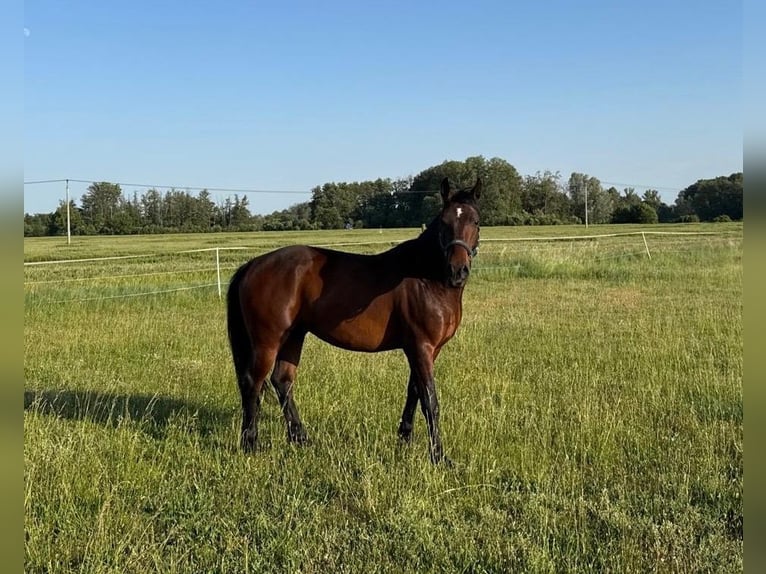 Lipizzanos Caballo castrado 5 años 155 cm Castaño in Krhovice