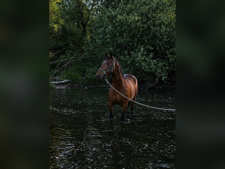 Lipizzanos Caballo castrado 5 años 155 cm Castaño in Krhovice