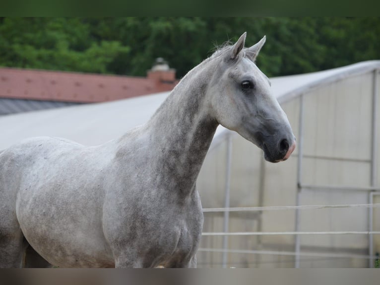 Lipizzanos Caballo castrado 5 años 156 cm Tordo in Ptuj