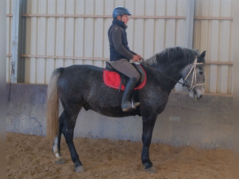 Lipizzanos Caballo castrado 5 años 160 cm Tordillo negro in Buttstädt