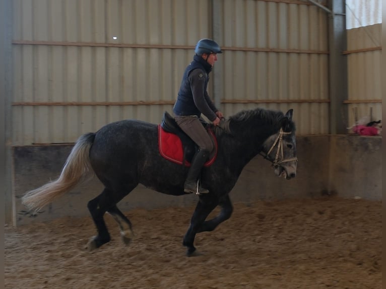 Lipizzanos Caballo castrado 5 años 160 cm Tordillo negro in Buttstädt