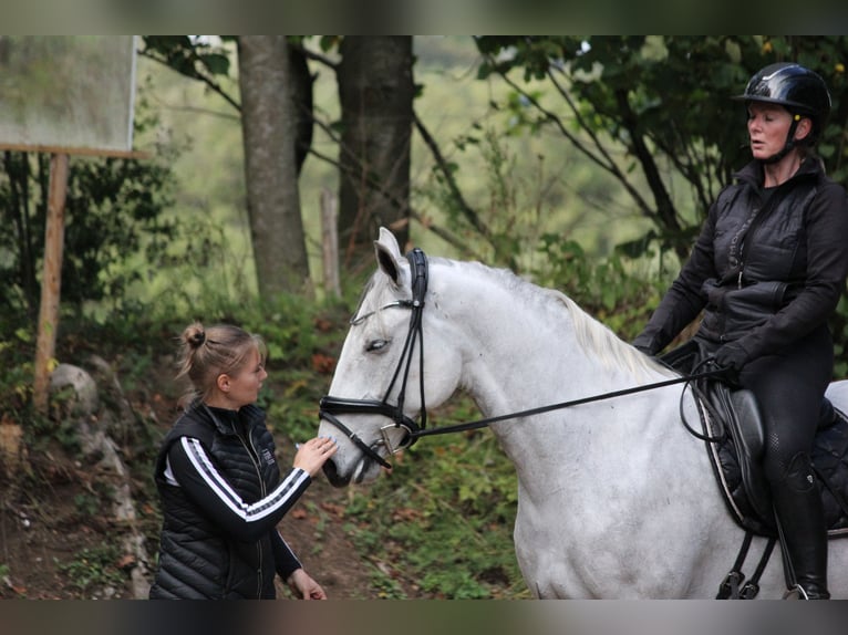 Lipizzanos Caballo castrado 6 años 163 cm Musgo in Aalborg