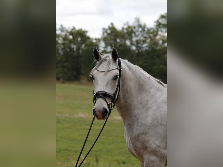 Lipizzanos Caballo castrado 6 años 163 cm Musgo in Aalborg