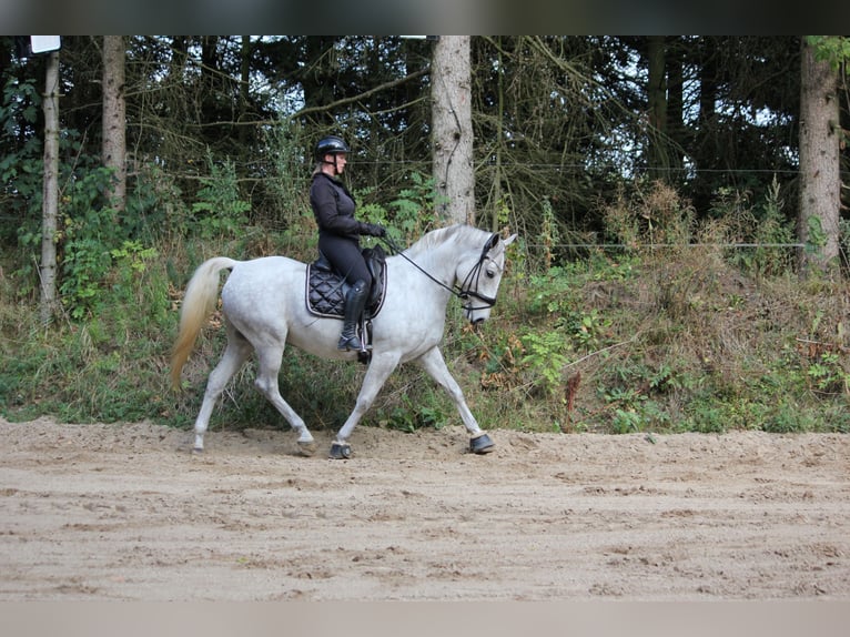 Lipizzanos Caballo castrado 6 años 163 cm Musgo in Aalborg