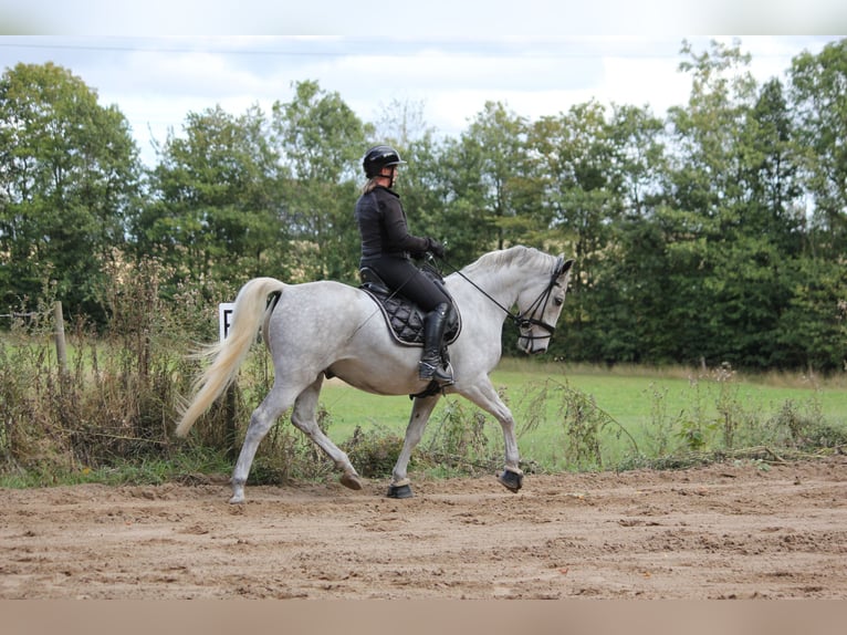 Lipizzanos Caballo castrado 6 años 163 cm Musgo in Aalborg