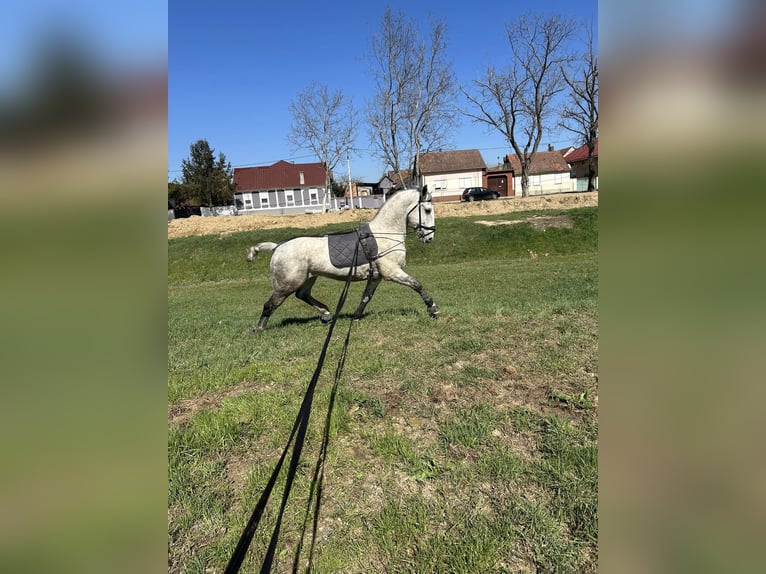 Lipizzanos Caballo castrado 6 años 163 cm Tordo in Babina Greda
