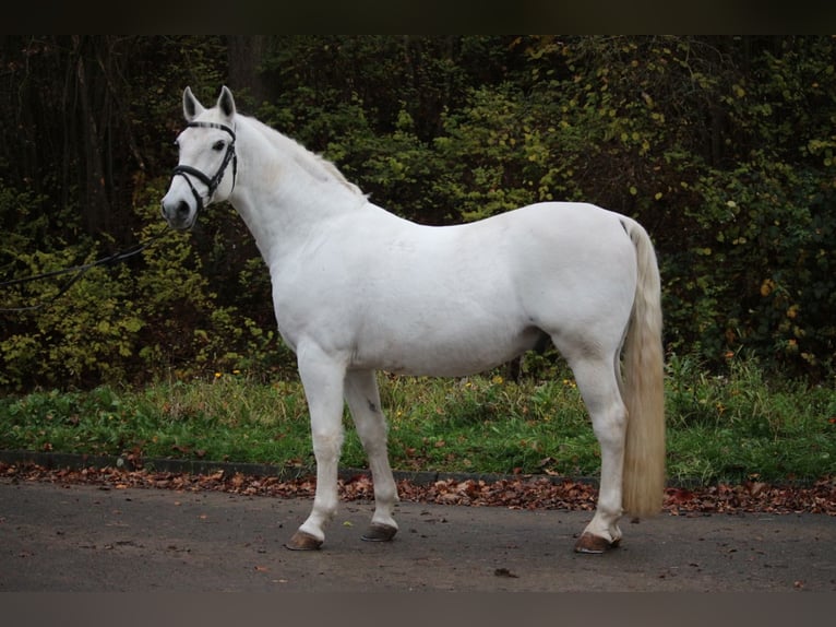 Lipizzanos Caballo castrado 7 años 156 cm Tordo in Herborn