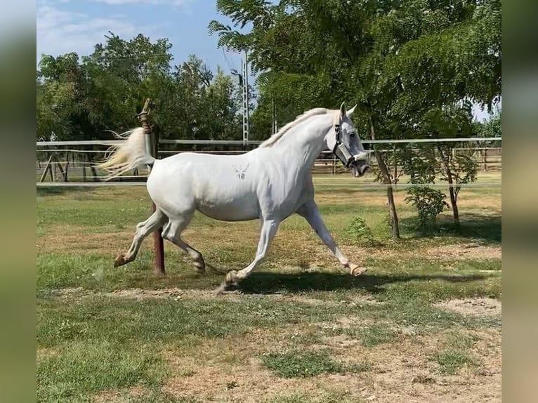 Lipizzanos Mestizo Caballo castrado 7 años 160 cm White/Blanco in Tass