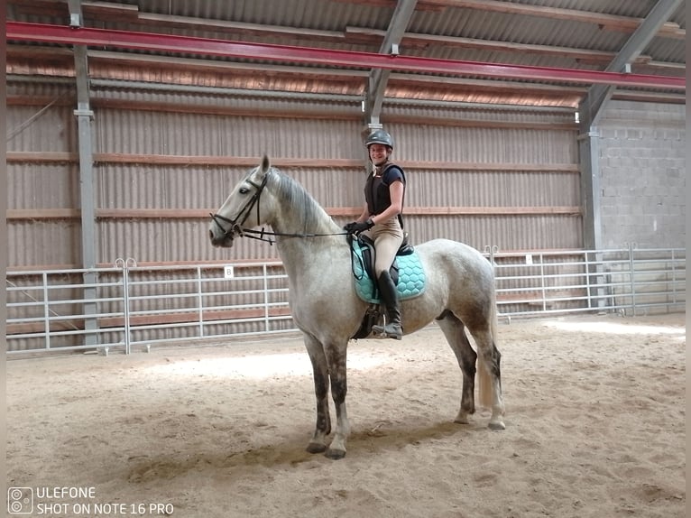 Lipizzanos Caballo castrado 7 años 168 cm Tordo rodado in Mattsee