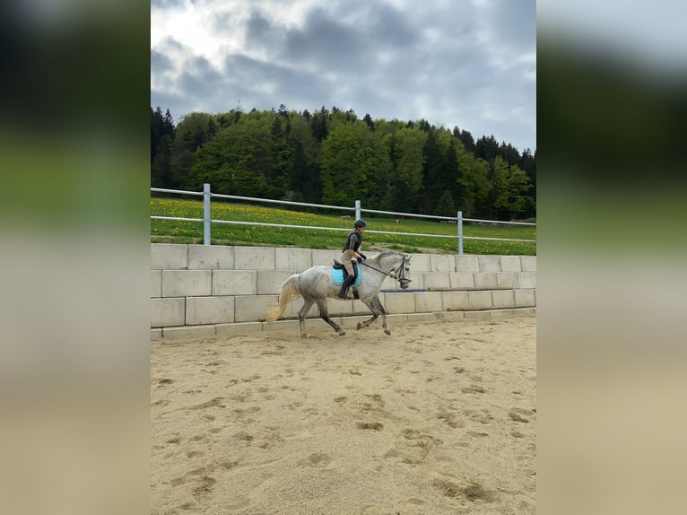 Lipizzanos Caballo castrado 7 años 168 cm Tordo rodado in Mattsee