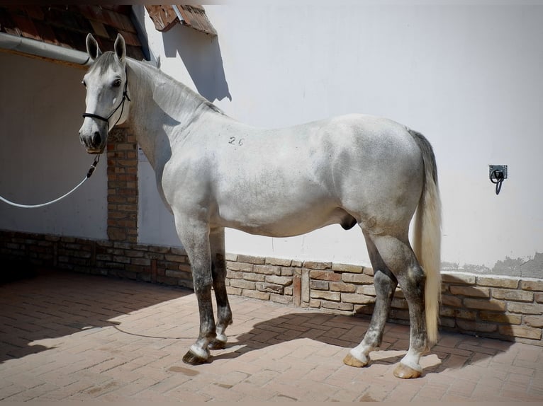 Lipizzanos Caballo castrado 7 años 170 cm Tordo in Százhalombatta