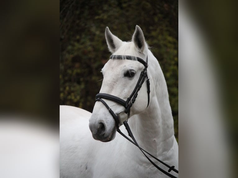 Lipizzanos Caballo castrado 8 años 156 cm Tordo in Herborn