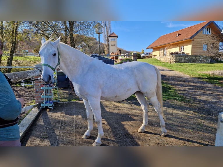 Lipizzanos Caballo castrado 8 años 161 cm Tordo in Gallbrunn