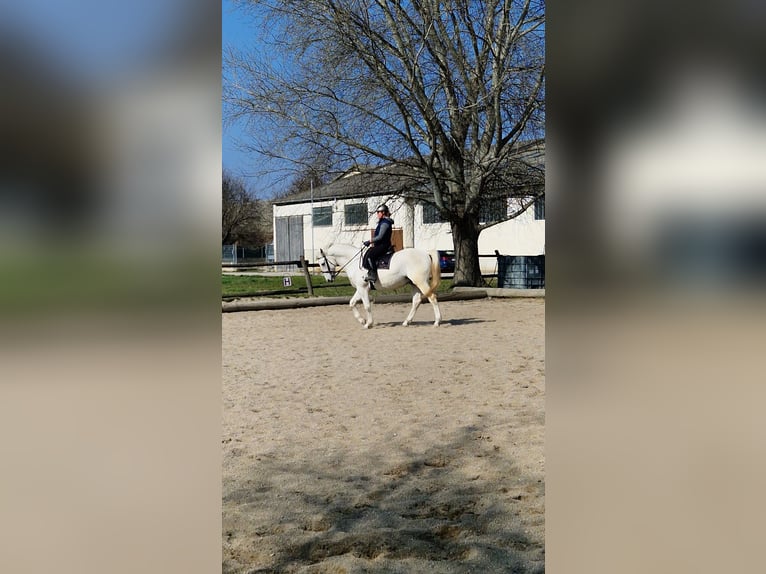 Lipizzanos Caballo castrado 8 años 161 cm Tordo in Gallbrunn