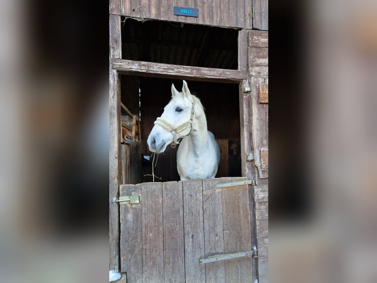 Lipizzanos Caballo castrado 8 años 161 cm Tordo in Gallbrunn