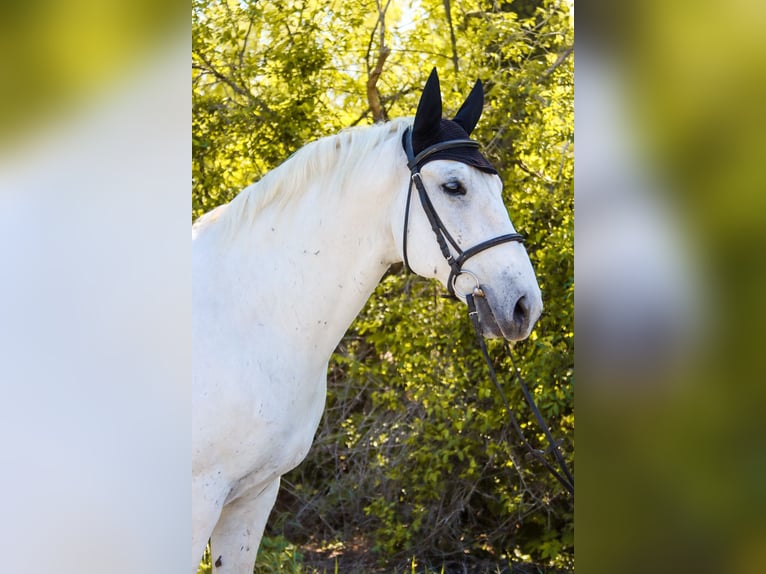 Lipizzanos Caballo castrado 8 años 164 cm Tordo in Götzendorf an der Leitha