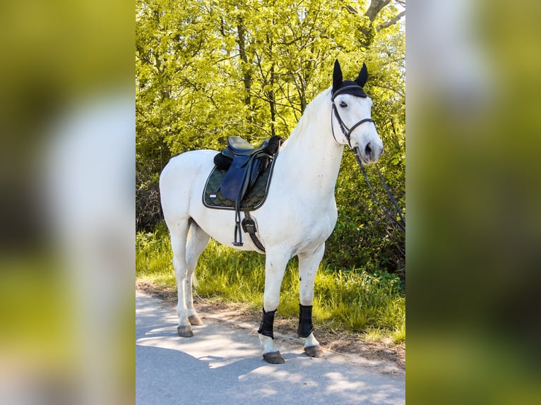 Lipizzanos Caballo castrado 8 años 164 cm Tordo in Götzendorf an der Leitha
