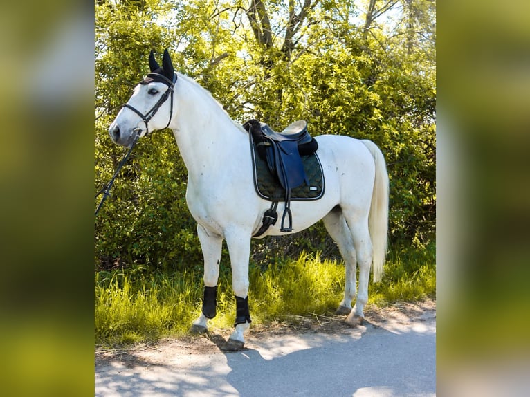 Lipizzanos Caballo castrado 8 años 164 cm Tordo in Götzendorf an der Leitha