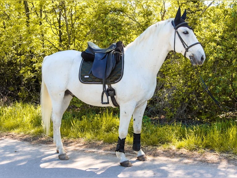 Lipizzanos Caballo castrado 8 años 164 cm Tordo in Götzendorf an der Leitha