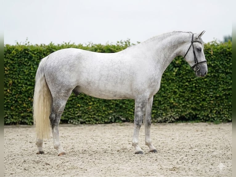 Lipizzanos Caballo castrado 8 años 165 cm Tordo in Budapest